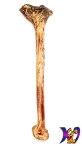 ostrich long bone